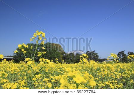 Mt. Iwate i rzepakowym polu, uprawy rzepak