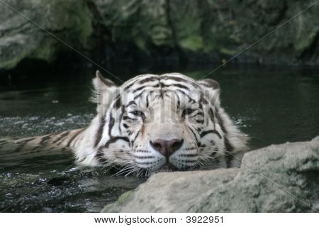 Tigre In acqua