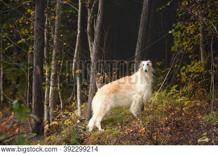 Adorable Russian Borzoi Dog Standing In The Dark Fall Forest. Beautiful Dog Breed Russian Wolfhound