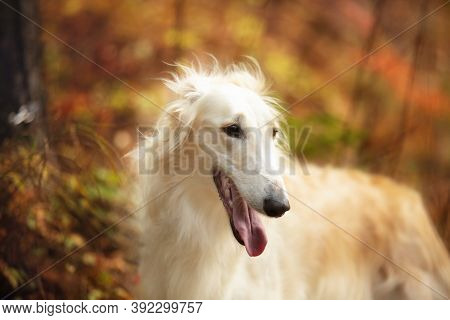 Beautiful Russian Borzoi Dog In The Forest In Fall. Close-up Of Gorgeous And Graceful Dog Breed Russ