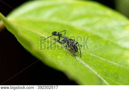 Male Ant Mimicking Spider In Green Leaf