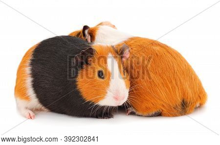 Two Guinea Pigs Isolated On White Background. Funny, Guineapig.