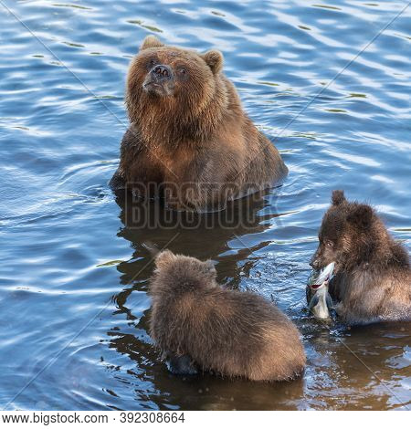 Mother Kamchatka Brown Bear With Two Cubs Catches Red Salmon Fish In River During Fish Spawning. Wil