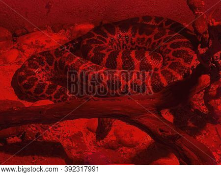Boa Constrictor Snake In Red Glass Serpentarium