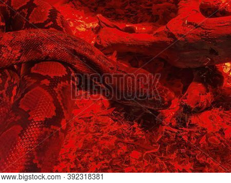 Boa Constrictor Snake In Red Glass Serpentarium