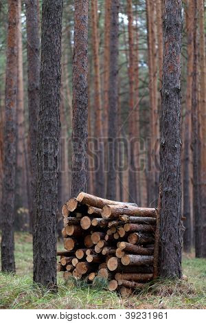 Stapel Brennholz im Pinienwald