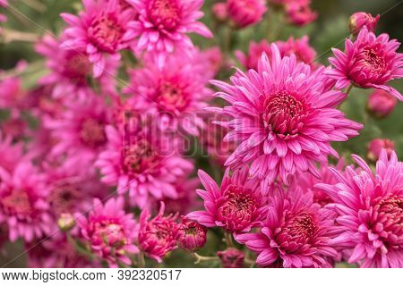 Pink Flowers Of The Aster. Aster Dumosus
