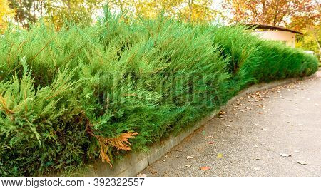Several Tui Bushes With Beautiful Green Branches With Needles In A Country Park