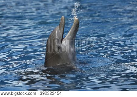 Bottlenose Dolphin, Tursiops Truncatus, Adult With Head At Surface
