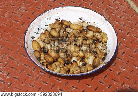 Palmtree's Worm, Food For Warao Indians, Orinoco Delta In Venezuela