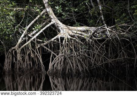 Mangrove Tree In Orinoco Delta, Venezuela Mangrove Tree In Orinoco Delta, Venezuela