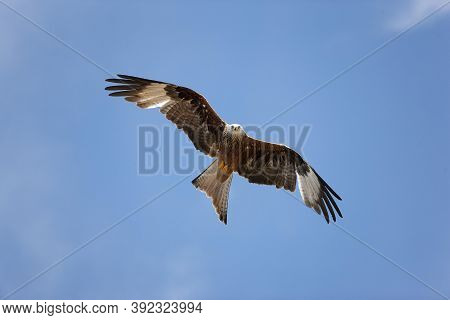 Red Kite Milvus Milvus, Adult In Flight, Underside