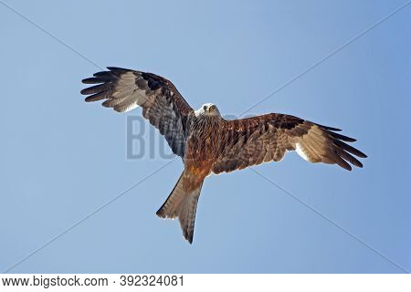 Red Kite Milvus Milvus, Adult In Flight, Underside