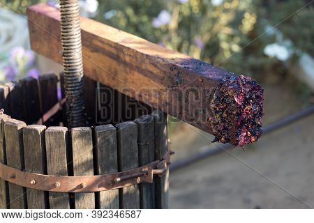 Winepress With Red Must And Helical Screw. Production Of Traditional Italian Wines, Crushing Of Grap