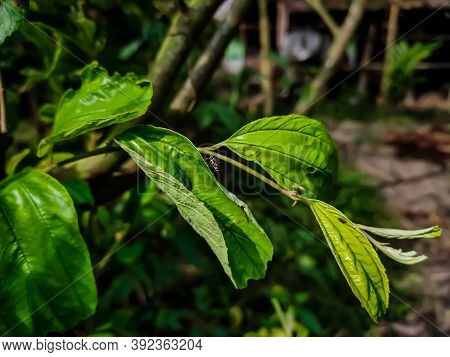 Ziziphus Mauritiana, Also Known As Indian Plum, Indian Jujube, Is A Tropical Fruit Tree Species Belo