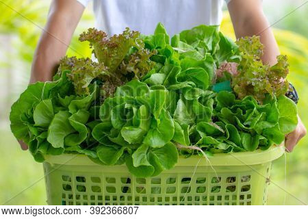 Organic Farming. Hydroponic Organic Vegetables Are Growing In Greenhouse For Export To The Market. I