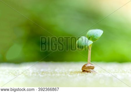 Organic Farming. Hydroponic Organic Vegetables Are Growing In Greenhouse For Export To The Market. I