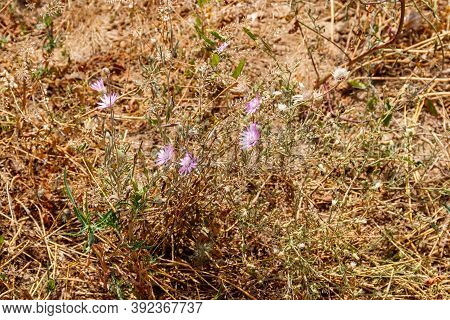 Xeranthemum Annuum Also Known As Annual Everlasting Or Immortelle On A Meadow