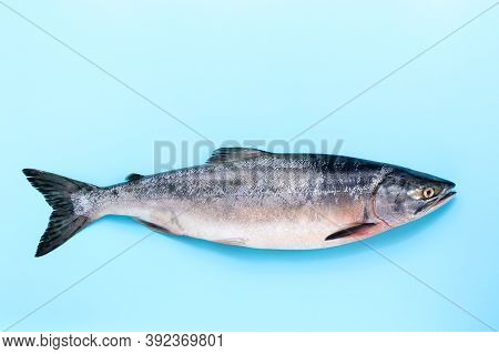 Red Pink Salmon Sea Fresh Fresh Whole Silvery Tasty On A Blue Background