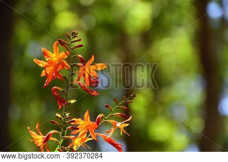 Wild Orange Coppertips With A Green Background