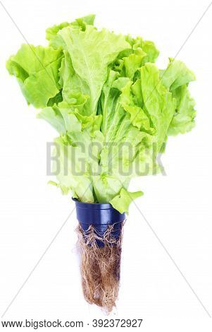 Organic Hydroponic Farming. Vegetables Are Growing In Greenhouse For Export To The Market. Interior 