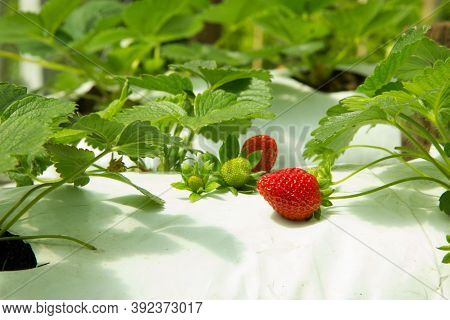 Organic Hydroponic Farming. Vegetables Are Growing In Greenhouse For Export To The Market. Interior 