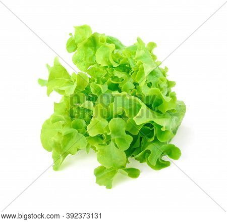 Organic Hydroponic Farming. Vegetables Are Growing In Greenhouse For Export To The Market. Interior 