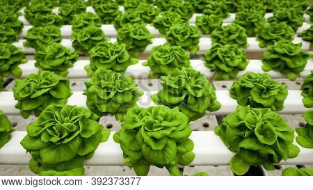 Organic Hydroponic Farming. Vegetables Are Growing In Greenhouse For Export To The Market. Interior 