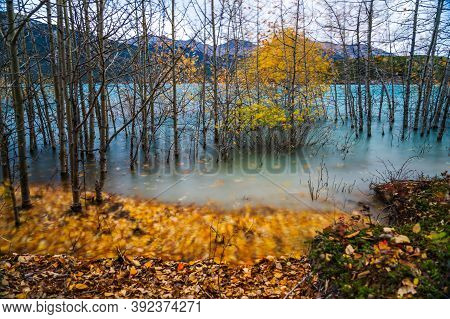 Dried Birch Branches And Fallen Golden Foliage On The Emerald Green Water Surface. Scenery View At A