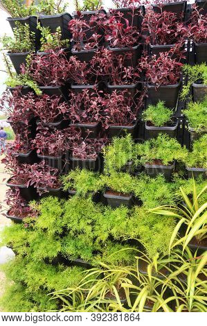 Organic Farming. Hydroponic Organic Vegetables Are Growing In Greenhouse.  Interior Of The Farm Hydr