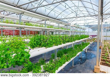 Organic Farming. Hydroponic Organic Vegetables Are Growing In Greenhouse.  Interior Of The Farm Hydr