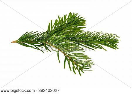 Small Branch Of Nordmann Fir Christmas Tree. Green Spruce Or Pine Branch With Needles. Isolated On W