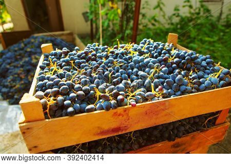 Grapes In Boxes Ready For Wine Making