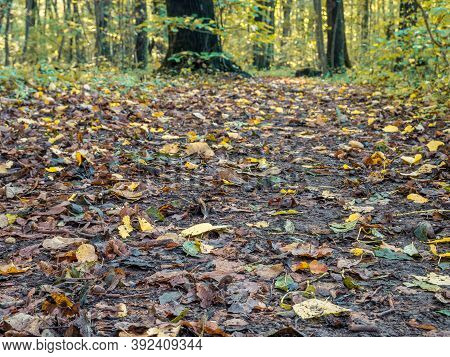 Beautiful Autumn Forest Landscape With A Carpet Of Fallen Yelow And Brown Leaves. Baneasa Forest Nea