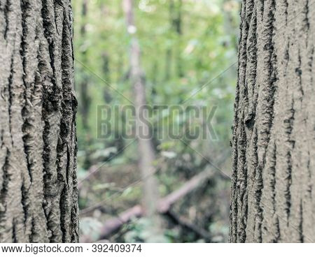 Two Parallel Trunk Trees In The Forest With Blurred Bokeh Background. Close Up Between Two Trees..