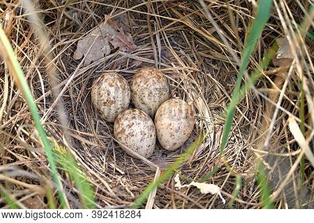 Spotted Eggs Of A Gallinago Media Bird In The Nest. The Nest Is Made Of Dry Grass On The Ground.