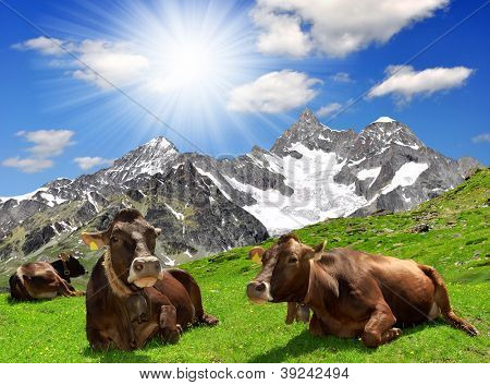 Kuh auf der Wiese liegend.Im Hintergrund die Ober-Gabelhorn-Schweizer Alpen