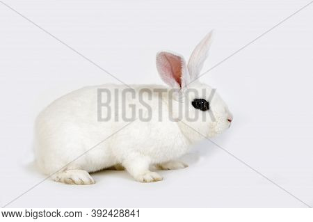 Hotot Rabbit, A French Breed From Normandy