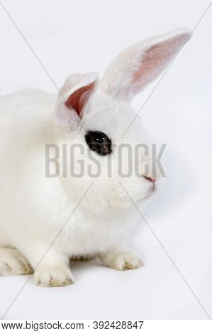 Hotot Rabbit, A French Breed From Normandy