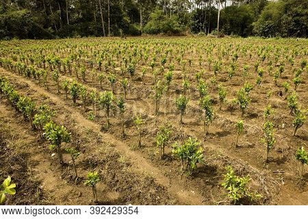 Coca Plantation Erythroxylum Coca, Leafs Producing Cocaine, Peru