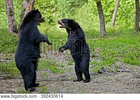 Spectacled Bear Tremarctos Ornatus, Adults Standing On Hind Legs, Fight