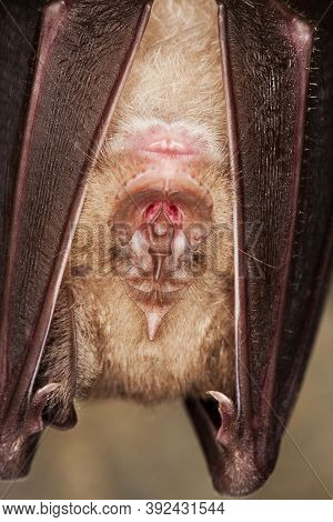 Greater Horseshoe Bat Rhinolophus Ferrumequinum, Close-up Of Head, Adult Hibernating In A Cave, Norm