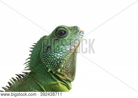 Portrait Of Big Iguana Isolated On White Background. Close-up Of The Bearded Dragon Head On A White 