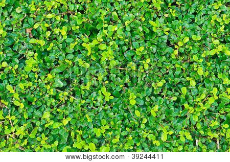 Grünes Blatt-Hintergrund