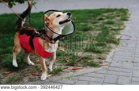 Dogs Dressed In A Conical Collar And Blanket Post-operative On The Street.