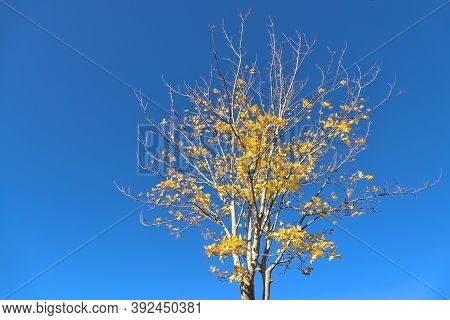 Beautiful Autumn Maple Tree With Yellow Leaves Against Absolutely Amazing Clear Blue Sky. Selective 