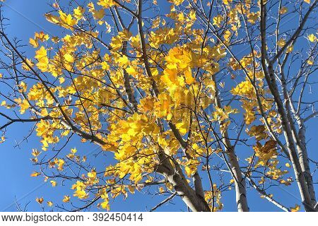 Beautiful Autumn Maple Tree With Yellow Leaves Against Absolutely Amazing Clear Blue Sky. Selective 