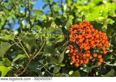 Beautiful Orange Ripe Hawthorn Berries (pyracantha Angustifolia) On Tree With Green Leaves. Absolute