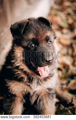 Cute Black And Red German Shepherd Puppy Sitting On A Background Of Yellow Autumn Leaves. Charming L