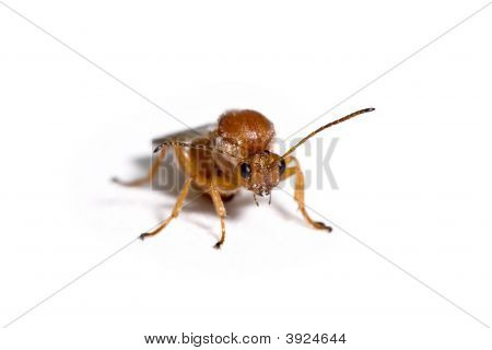 California safra arı, Andricus Quercuscalifornicus